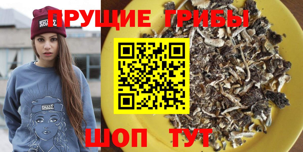 Псилоцибиновые грибы Psilocybine cubensis Котовск